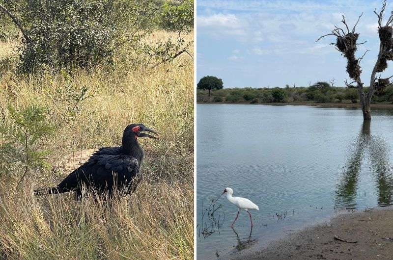 Birds in Kruger National Park, South Africa