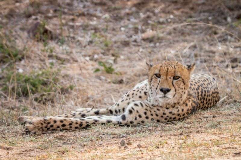Cheetah in Kruger National Park, South Africa