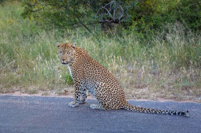 Leopard in Kruger National Park, South Africa
