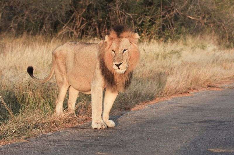 Lion in Kruger National Park, South Africa