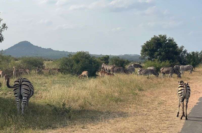 Spotting zebras in Kruger National Park, South Africa