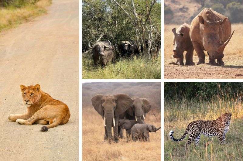 The Big 5 animals in Kruger National Park, South Africa