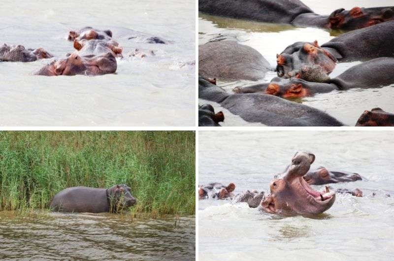 Hippos in iSimangaliso Wetland Park, South Africa
