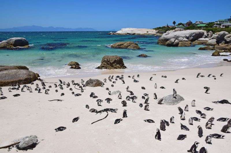 Boulders Beach in Faise Bay, South Africa