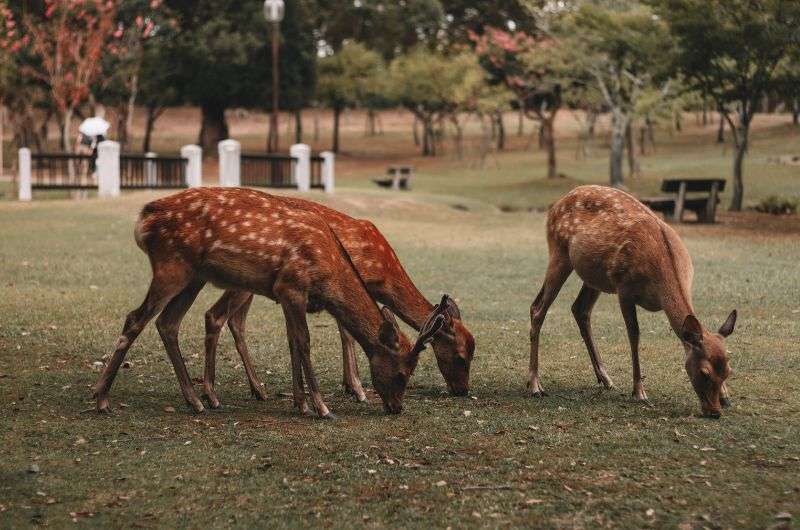Deers in Noborioji Park in Nara, Japan
