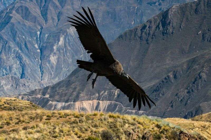 Flying condor in Patagonia
