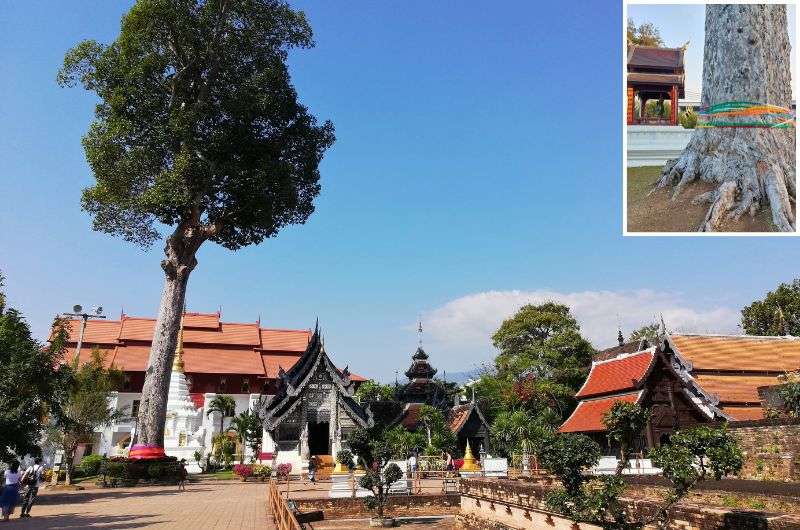 Photo of Wat Chedi Luang grounds with very tall tree, Chiang Mai