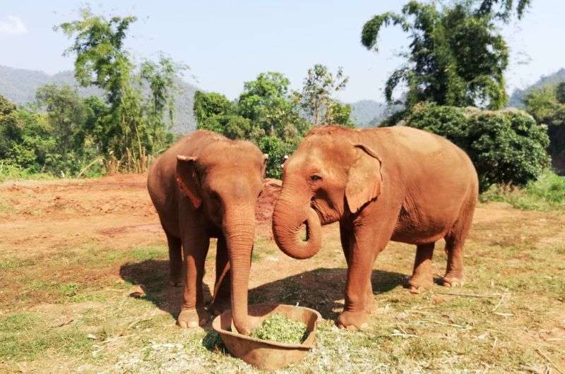Elephants in Chiang Mai, Thailand, itinerary