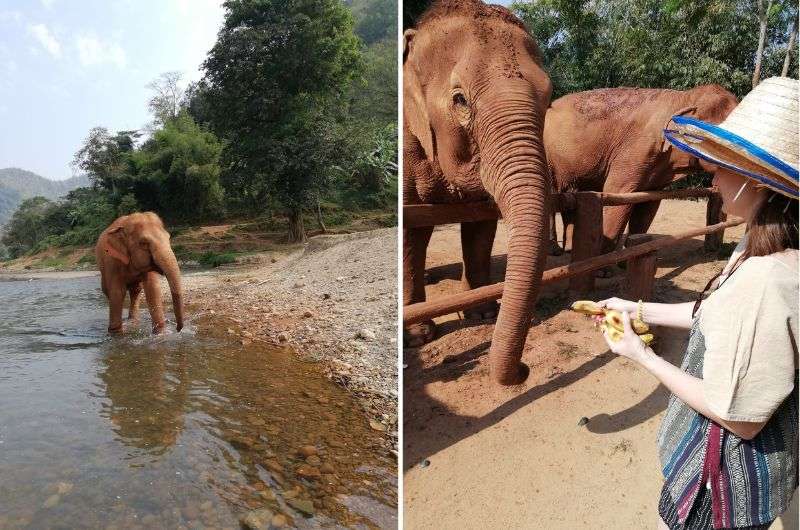 Feeding elephants in Thailand, Chiang Mai itinerary