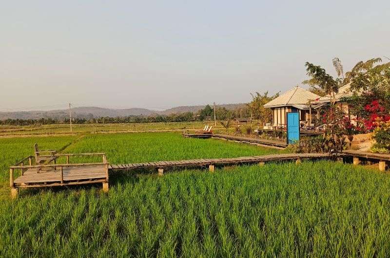 Ricefields in Thailand