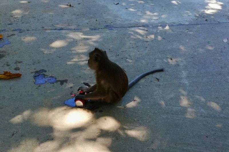 Monkey and a coca cola can in Koh Lanta, Thailand, itinerary, picture by Next Level of Travel