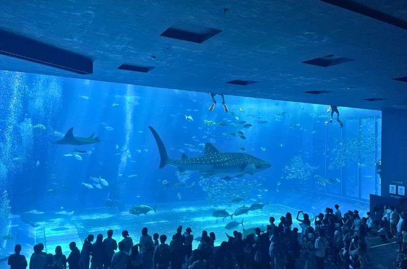 Okinawa Churaumi Aquarium in Japan, photo by Next Level of Travel