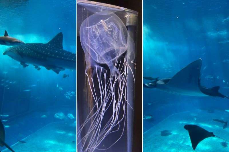 Okinawa Churaumi Aquarium in Japan, photos by Next Level of Travel