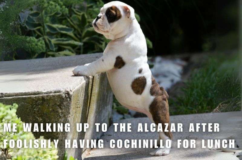 Meme showing fat puppy going up stairs