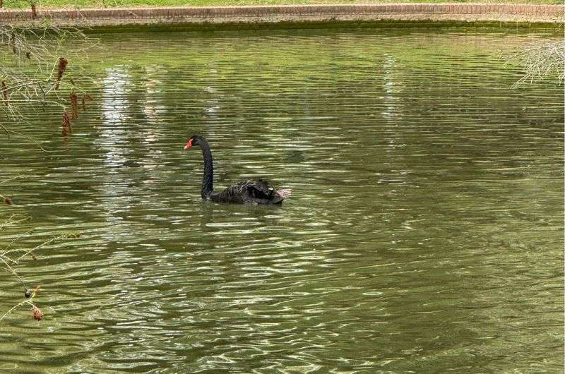 A black swan in a pond in Retiro Park, Madrid, photo by Next Level of Travel