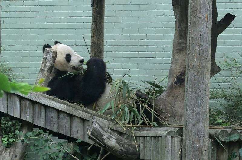 Panda in the Edinburgh Zoo, Scotland