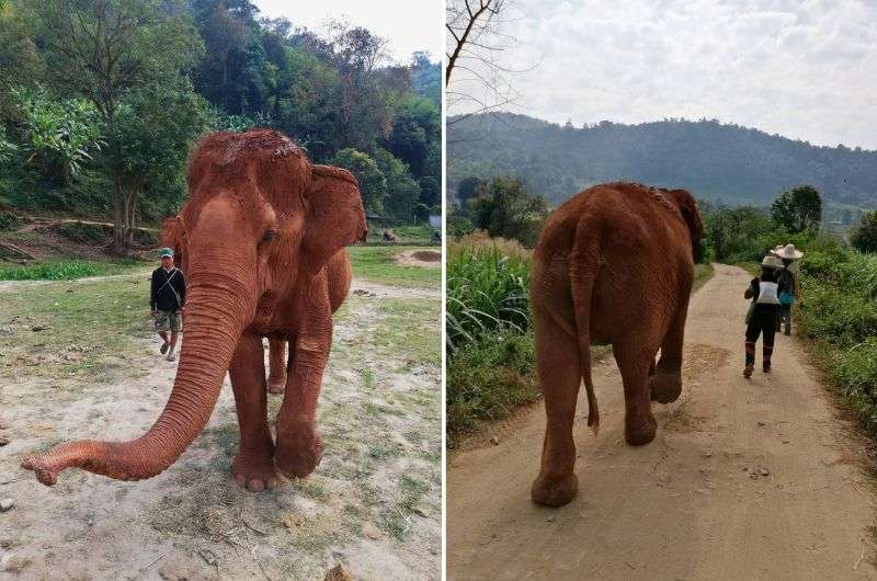 Elephants in Thailand, photos by Next Level of Travel