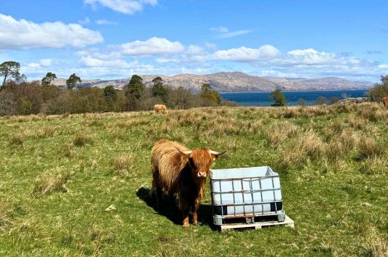 Cow in Scotland, Isle of Mull, photo by Next Level of Travel