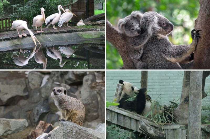 Animals in Edinburgh Zoo, Scotland