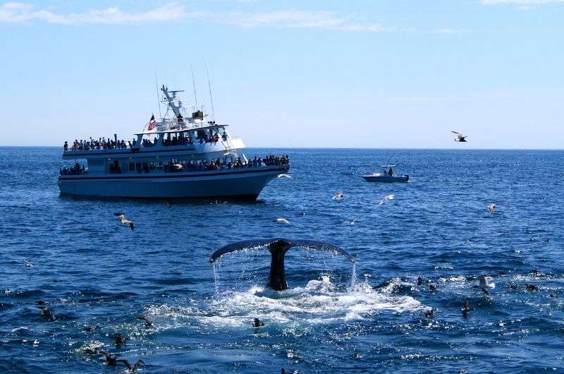 Watching whales in Møysalen area in Norway