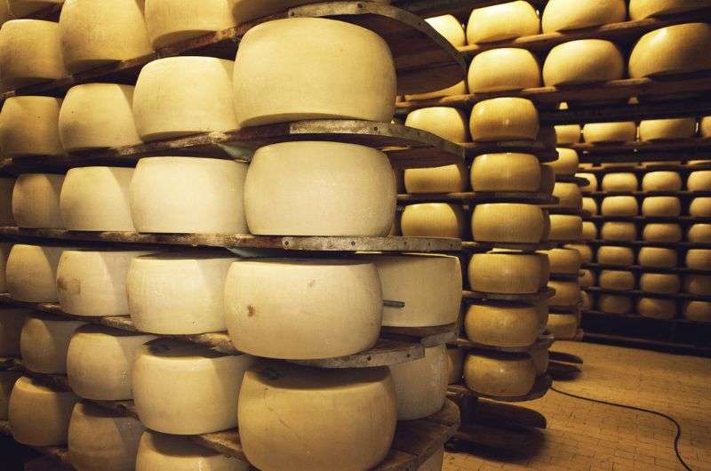 Parmigiano Reggiano in San Pier Damiani Dairy in Parma, Italy