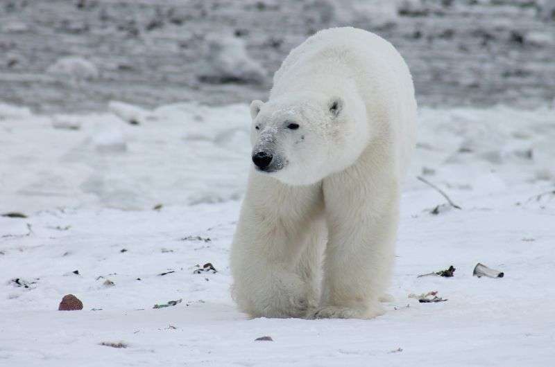 Polar bear in Svalbard, Norway