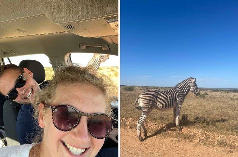 travelers spotting zebras in Addo, South Africa, photo by Next level of travel