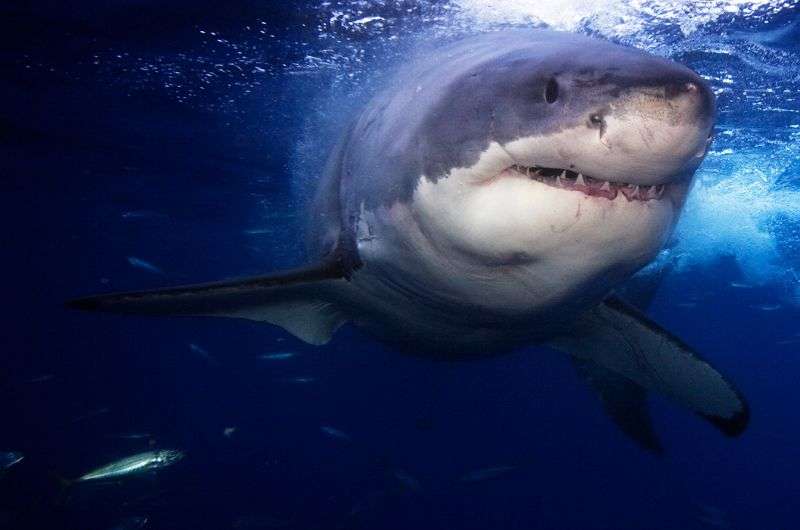 Great white shark in the shadows.