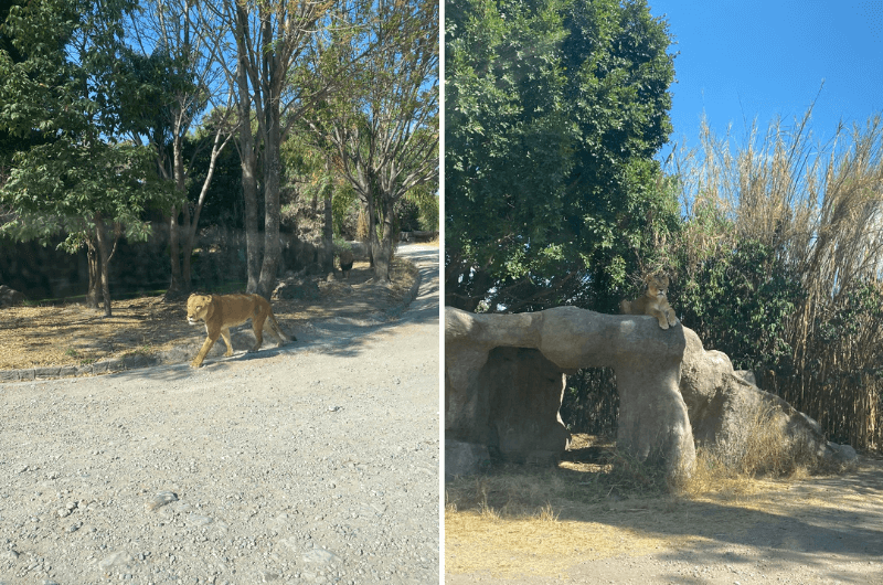 Lioness in Africam Safari in Puebla, Mexico
